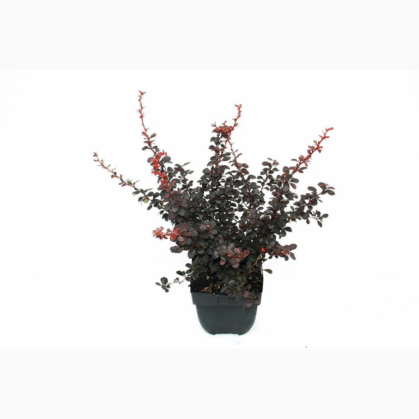 Berberis – Berberis thunb. 'Dart's Red Lady' - C2